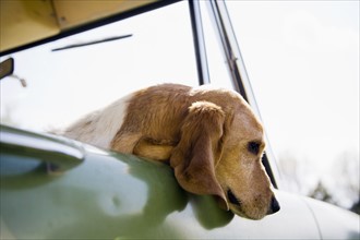 Dog looking through car window. Photo : Maisie Paterson