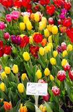 Colorful tulips for sale.