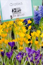 Colorful crocuses for sale.