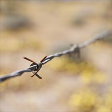 Close-up view of barbed wire. Photo : Daniel Grill