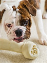 Cute bulldog pup with bone. Photo : Daniel Grill