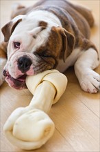 Cute bulldog pup biting bone. Photo : Daniel Grill
