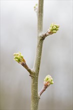 Close up of pear twig with leaf buds. Photo : Chris Hackett