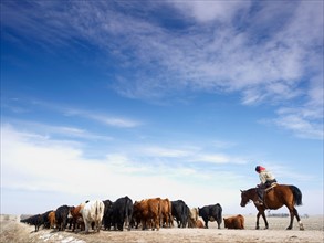 USA, Nebraska, Great Plains, horse rider driving cattle. Photo : John Kelly