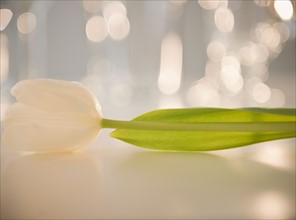 Studio shot of white tulip. Photo : Jamie Grill Photography