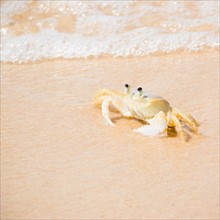 Crab on Tartaruga Beach. Photo : Jamie Grill Photography