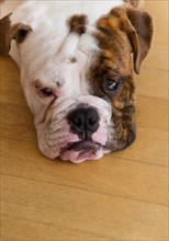 Portrait of bored bulldog pup . Photo : Daniel Grill