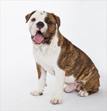 Portrait of cute bulldog pup . Photo : Daniel Grill