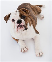 Portrait of cute bulldog pup . Photo : Daniel Grill