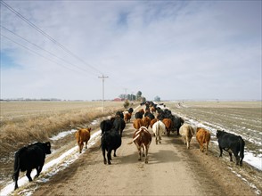 USA, Nebraska, Great Plains, herd of cattle on country road. Photo : John Kelly