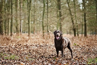 UK, England, Suffolk, Thetford Forest, Black Labrador in forest . Photo : Justin Paget