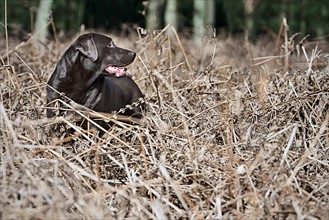 Black Labrador in thorns. Photo : Justin Paget