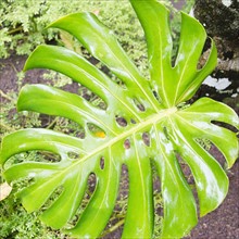Tropical plant leaf, close-up. Photo : Jamie Grill Photography