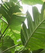 Tropical plant leaves, close-up. Photo : Jamie Grill Photography