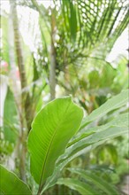 Tropical plant leaves, close-up. Photo : Jamie Grill Photography
