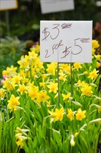 Daffodils for sale on flower market.
