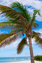 Aruba, palm tree on beach. Photo : Daniel Grill
