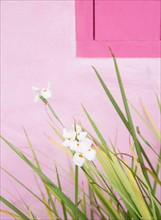 Brazil, Bahia, Trancoso, Orchids against pink wall. Photo : Jamie Grill Photography
