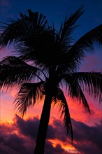 Aruba, silhouette of palm tree at sunset. Photo : Daniel Grill