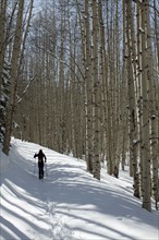 USA, Colorado, person hiking in forest. Photo : John Kelly
