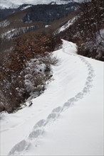 USA, Colorado, coyote tracks in snow. Photo : John Kelly