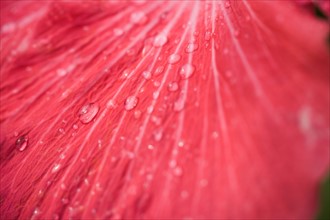 Close-up hibiscus petal with raindrops. Photo : Kristin Lee