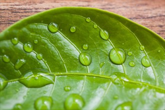 Close-up of raindrops on green leaf. Photo : Kristin Lee