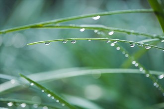 Raindrops on grass blades. Photo : Kristin Lee