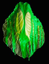 Studio shot of lettuce leaf covered with green paint. Photo : Mike Kemp