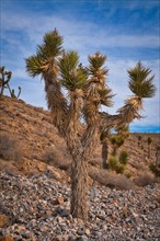USA, California, Joshua Trees in desert. Photo : Gary Weathers