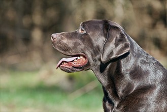 Profile of black Labrador . Photo : Justin Paget