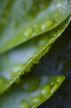 Close-up of raindrops on green leaves. Photo : Kristin Lee
