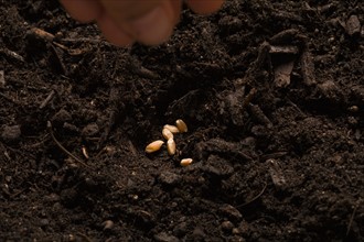 Close-up of hand sowing seeds. Photo : Kristin Lee