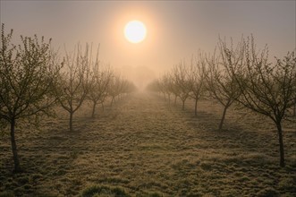 USA, Oregon, Marion County, Hazelnut orchard. Photo : Gary Weathers
