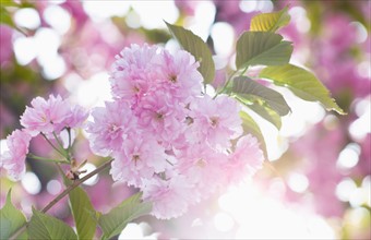 Close-up of cherry blossom.