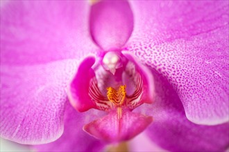 Close up of purple orchid flower.