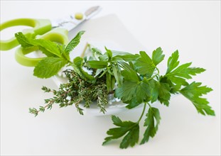 Fresh herbs on plate with scissors.