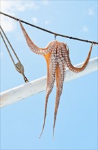 Greece, Cyclades Islands, Mykonos, Sun drying octopus on fishing boat.