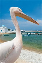 Greece, Cyclades Islands, Mykonos, Pelican on beach at harbor.