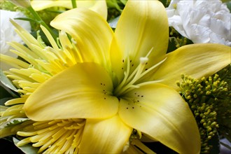 Close-up of yellow lily. Photo : Winslow Productions