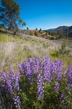 USA, Oregon, Mitchell, Flowering lupines. Photo : Gary J Weathers