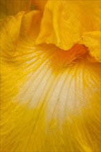 USA, Oregon, Close-up of yellow iris. Photo: Gary J Weathers