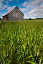 USA, Oregon, View through wheat field on wooden barn. Photo: Gary J Weathers