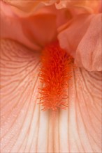 USA, Oregon, Close-up of pink iris. Photo : Gary J Weathers
