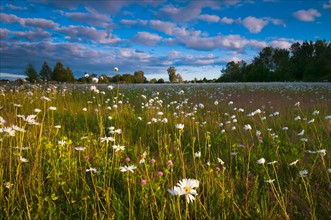 USA, Oregon, Marion County, Meadow with wildflowers at sunset. Photo: Gary J Weathers