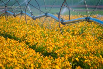 USA, Oregon, Marion County, Wheel Line watering flowers. Photo : Gary J Weathers