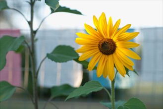 USA, Montana, Whitefish, Close-up of sunflower. Photo : Noah Clayton