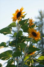 Close-up of sunflower. Photo : Noah Clayton