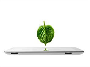 Studio shot of leaf over digital tablet. Photo: David Arky