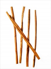 Studio shot of cinnamon sticks. Photo : David Arky